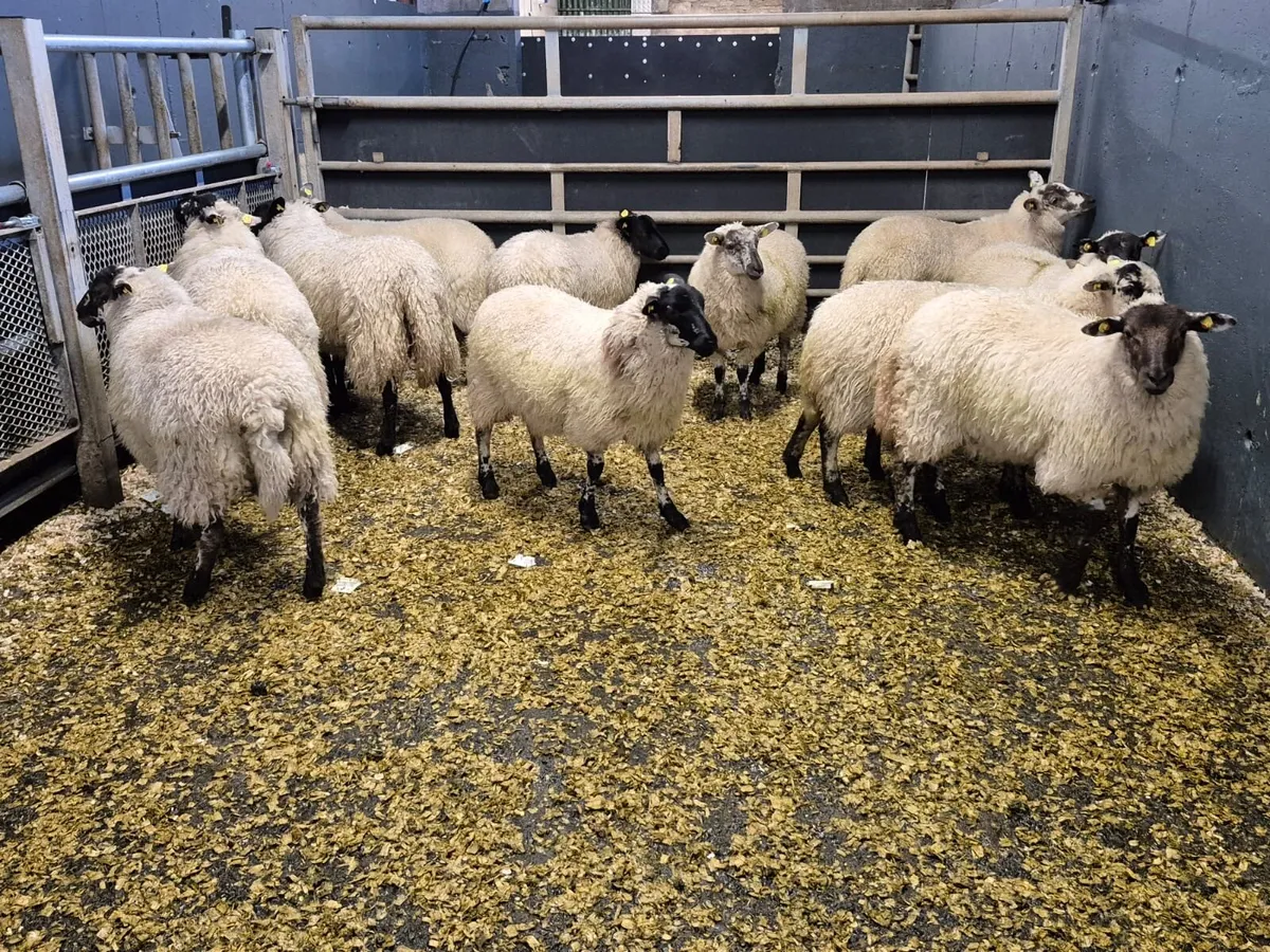 12 Crosbred Ewe Lambs - Image 3
