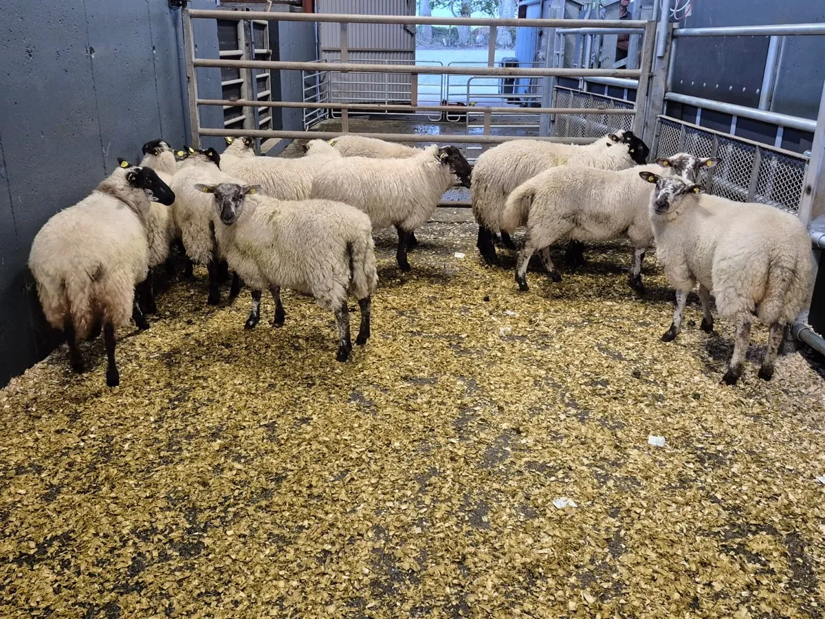 12 Crosbred Ewe Lambs - Image 4