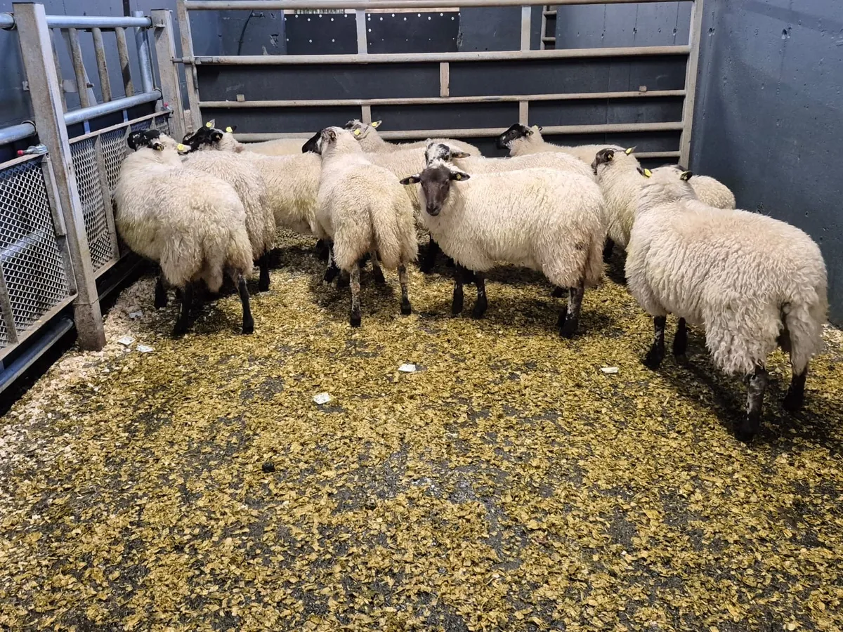 12 Crosbred Ewe Lambs - Image 1