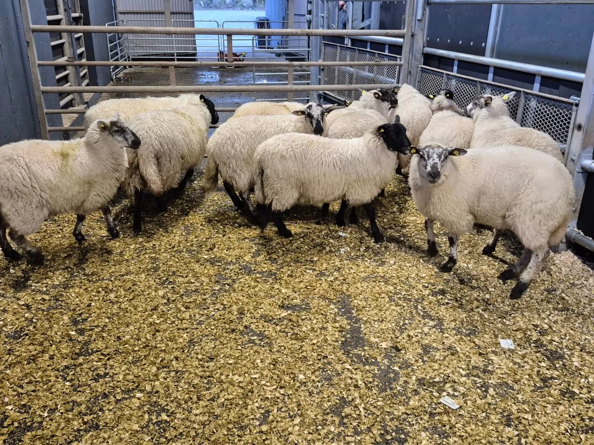 12 Crosbred Ewe Lambs - Image 2