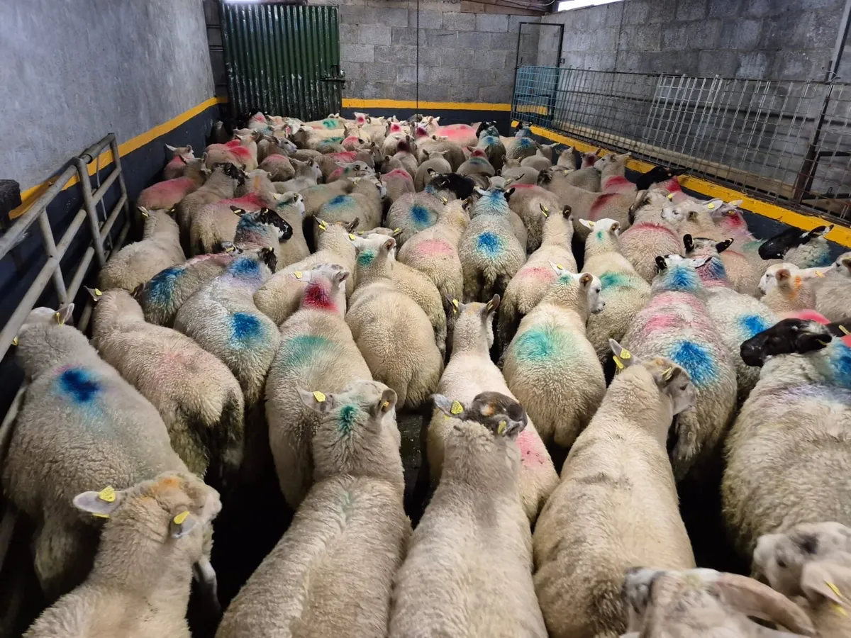 110 Store Ram Lambs - Image 3