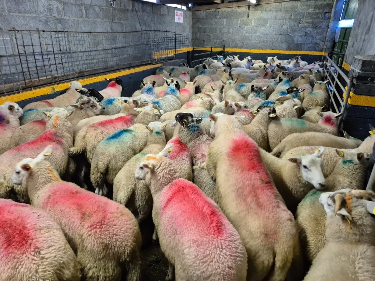110 Store Ram Lambs - Image 2
