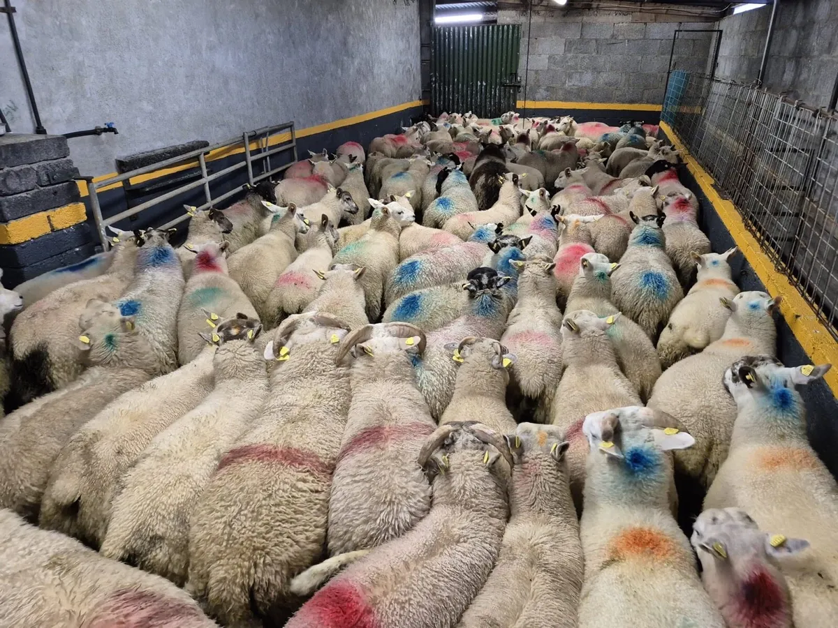 110 Store Ram Lambs - Image 1