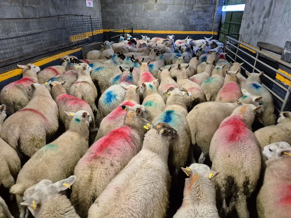 110 Store Ram Lambs - Image 4