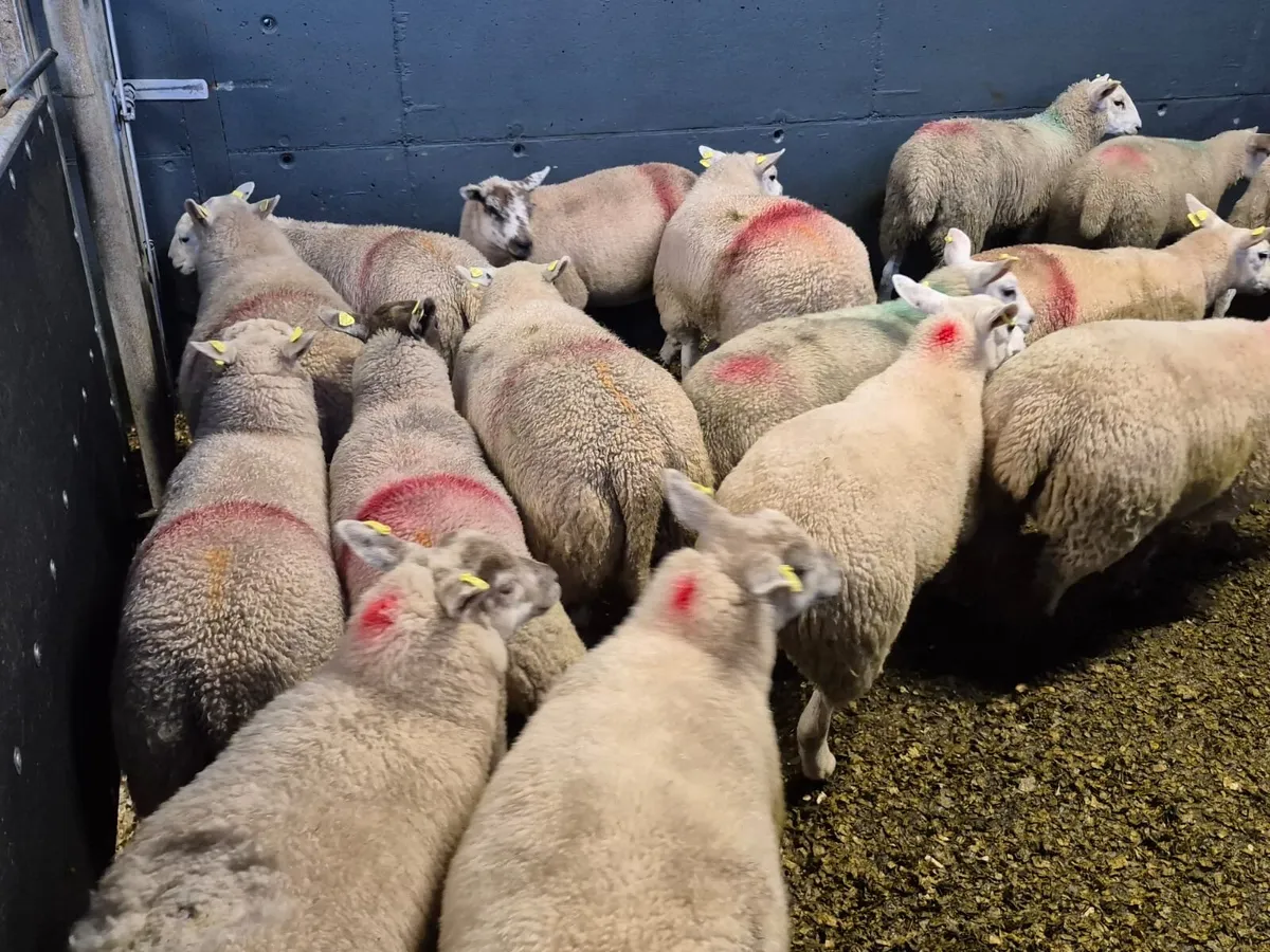 20 Super Texel Ewe Lambs - Image 4