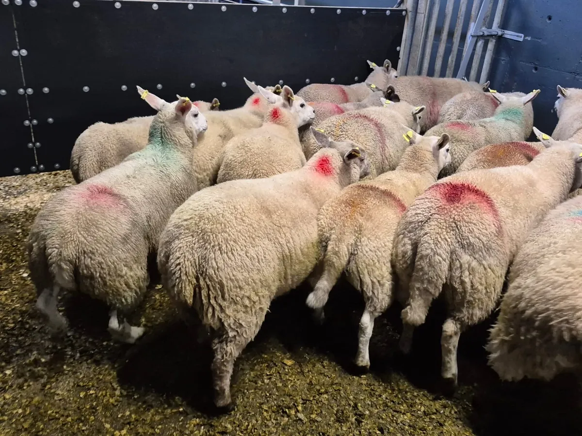 20 Super Texel Ewe Lambs - Image 3