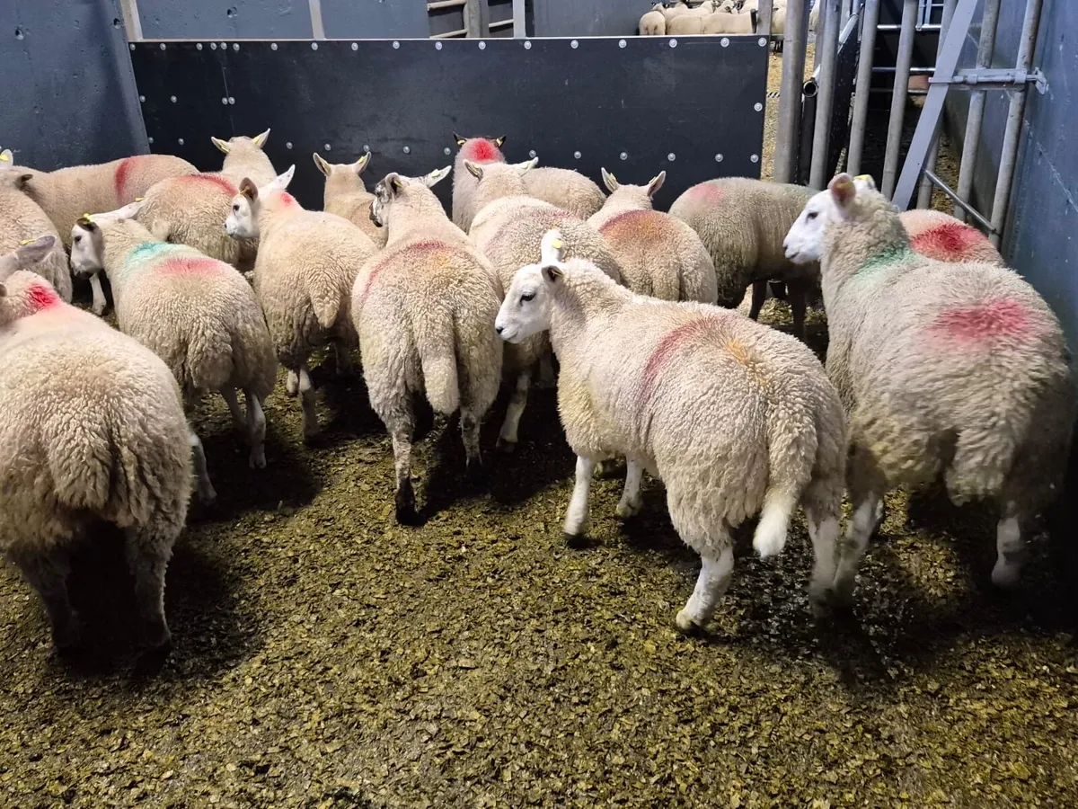 20 Super Texel Ewe Lambs - Image 2