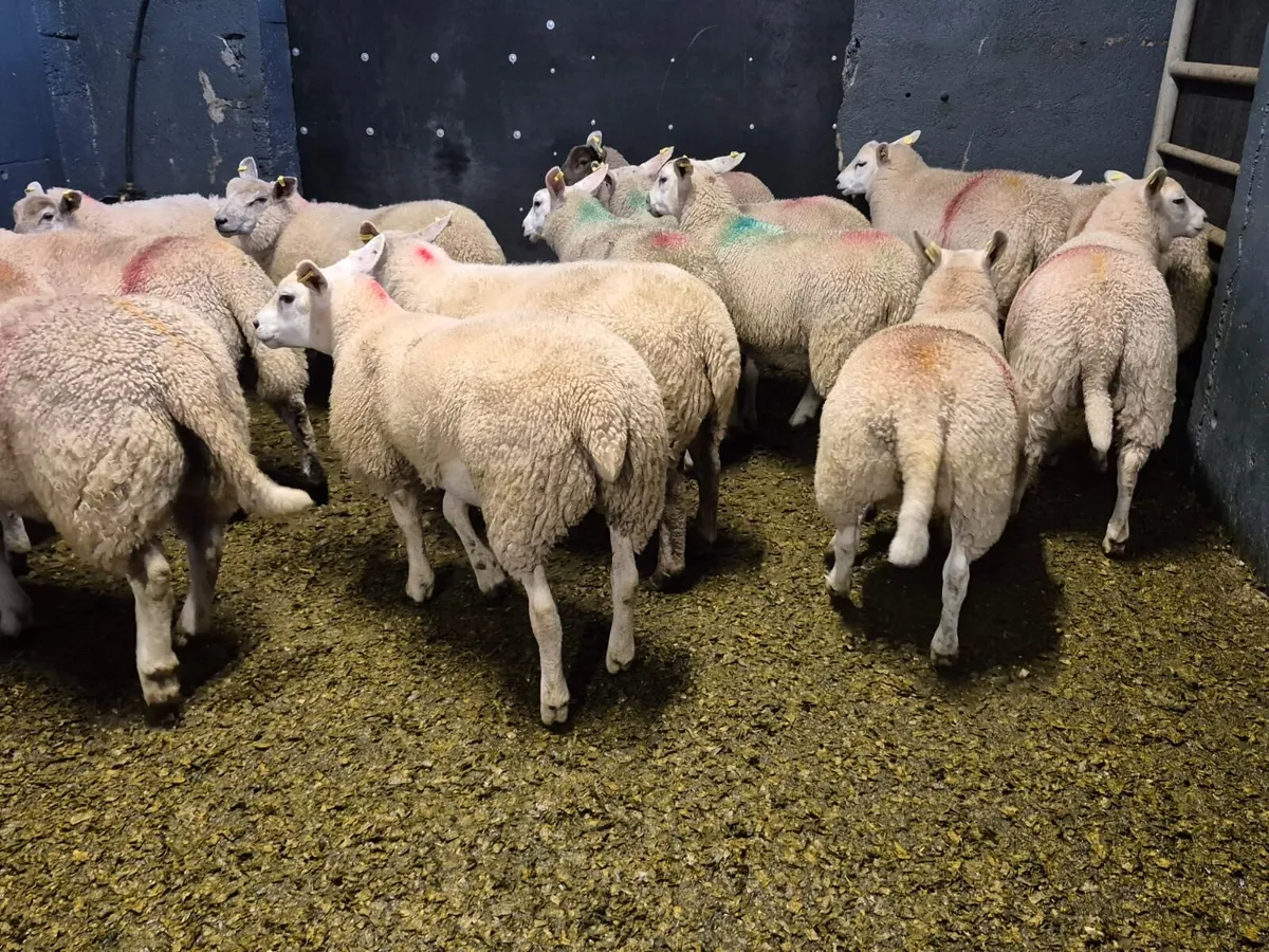20 Super Texel Ewe Lambs - Image 1