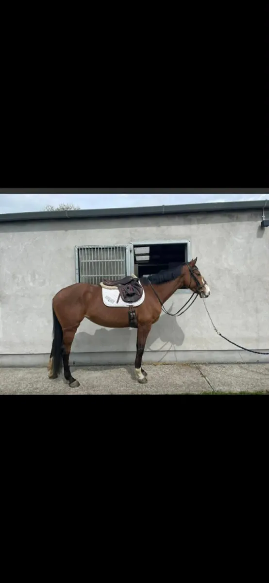 ISH Mare - Image 2