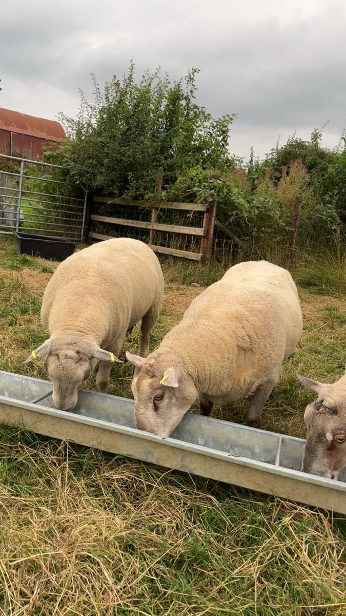 Shearling rams - Image 1