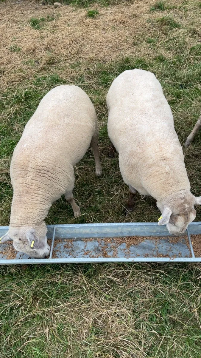 Shearling rams - Image 2