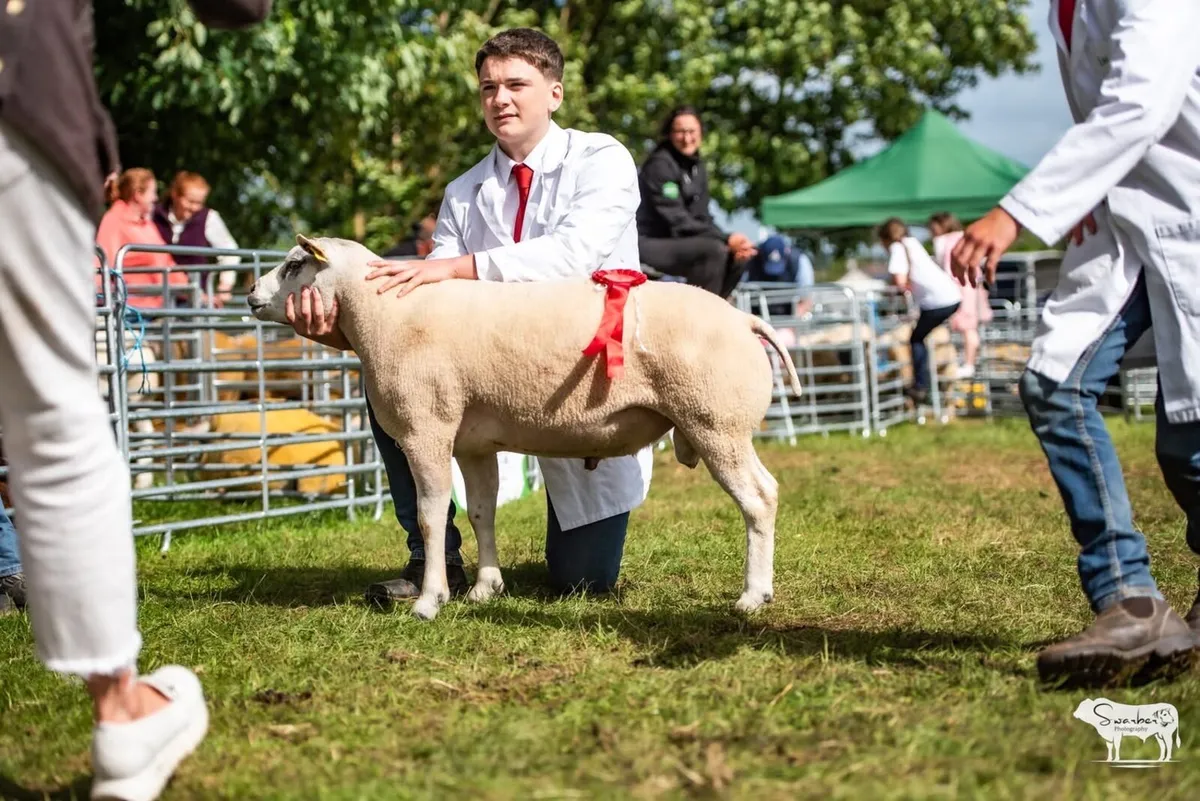 Beltex rams - Image 2