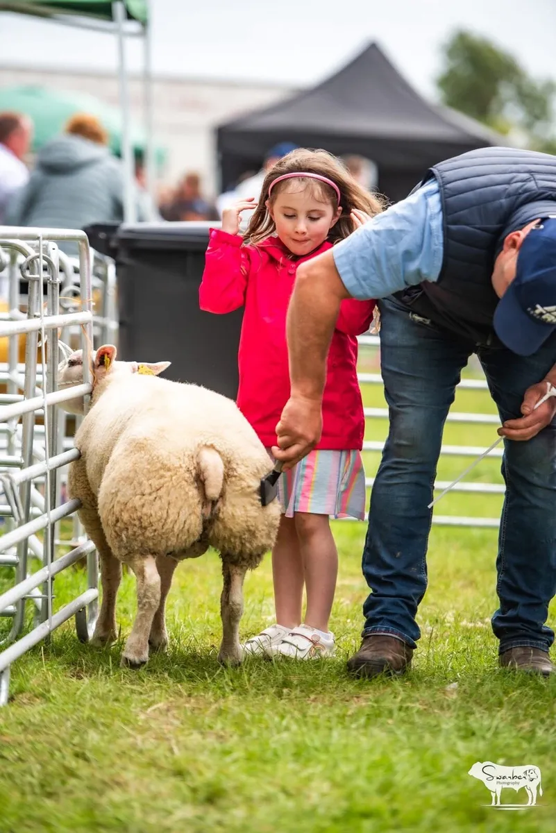 Beltex rams - Image 3
