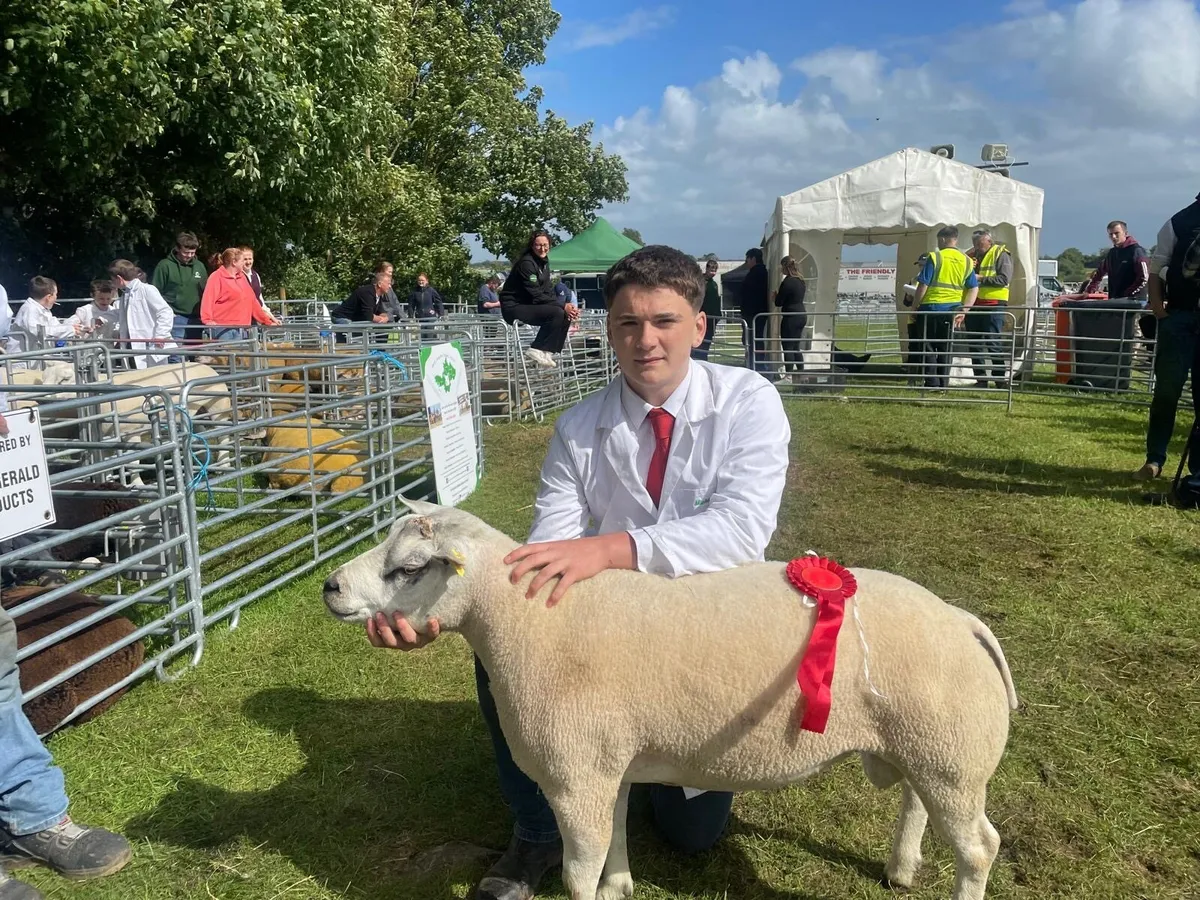 Beltex rams - Image 4