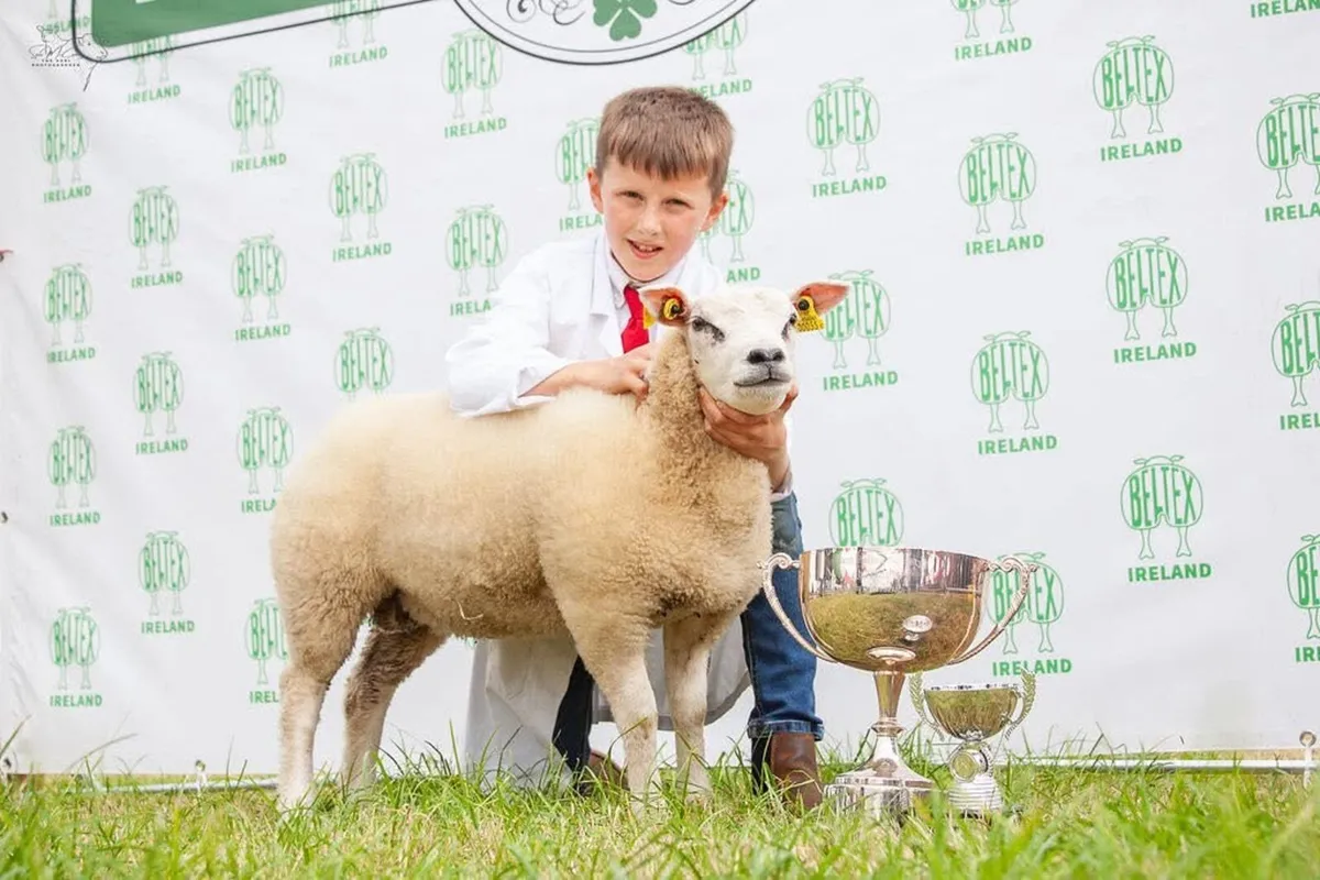 Beltex rams - Image 1