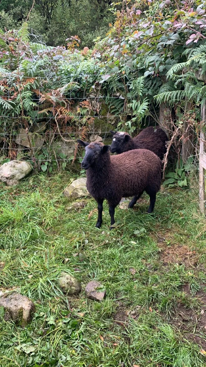 🐑🐑2 Dutch spotted cross ewe lambs🐑🐑 - Image 1