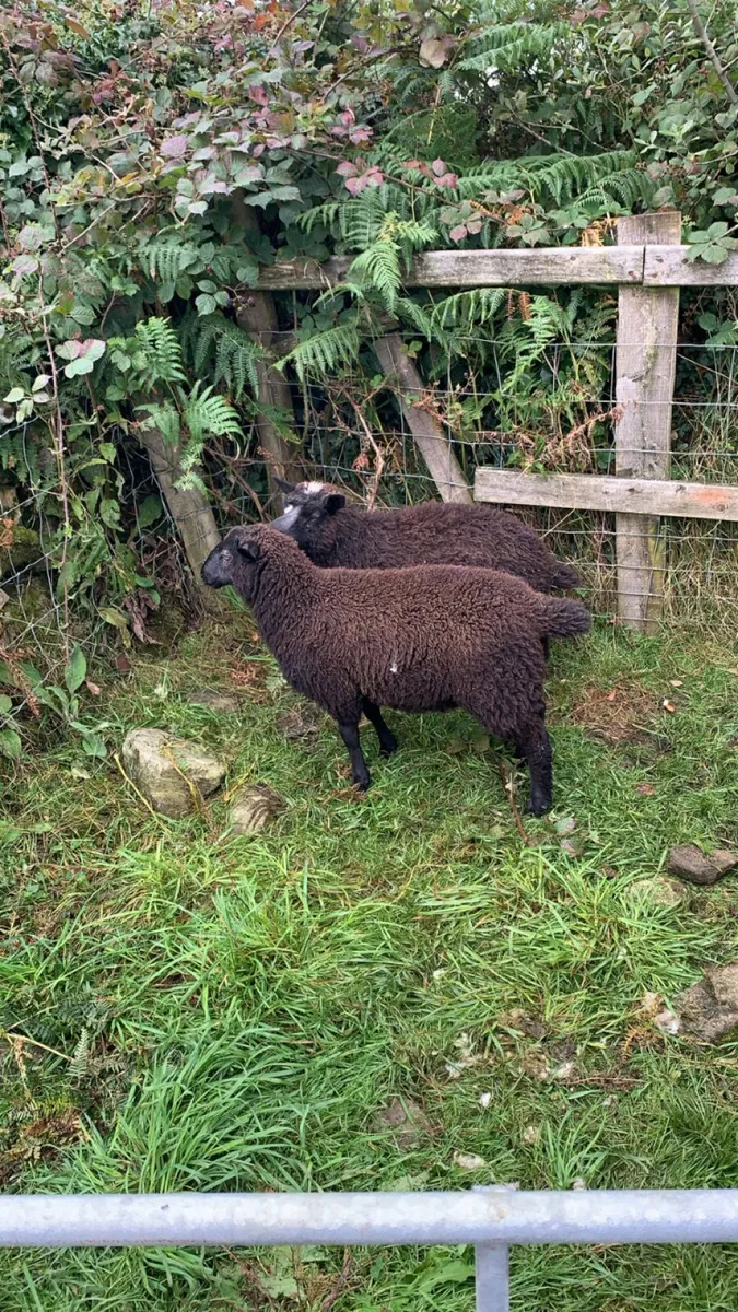 🐑🐑2 Dutch spotted cross ewe lambs🐑🐑 - Image 2