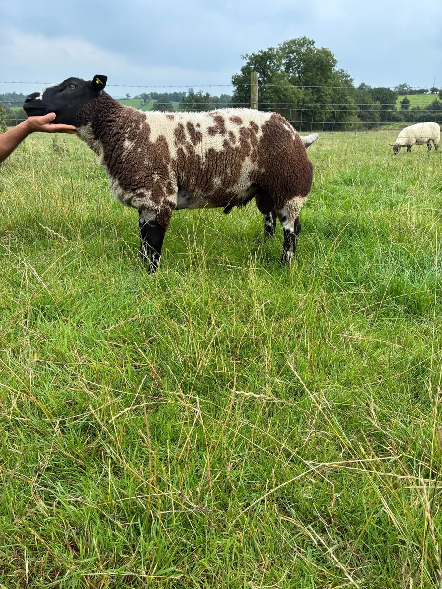 PBR Dutch Spotted Hogget Ram - Image 1