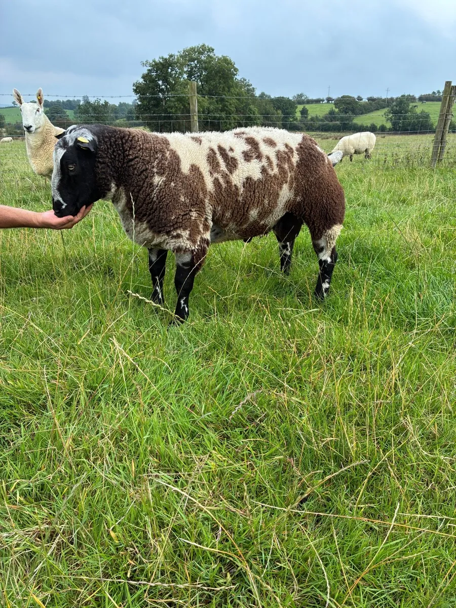 PBR Dutch Spotted Hogget Ram - Image 2