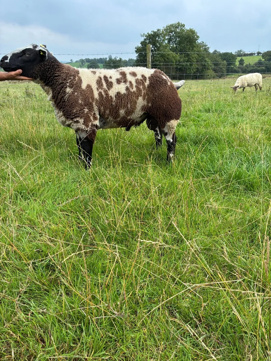 PBR Dutch Spotted Hogget Ram - Image 3
