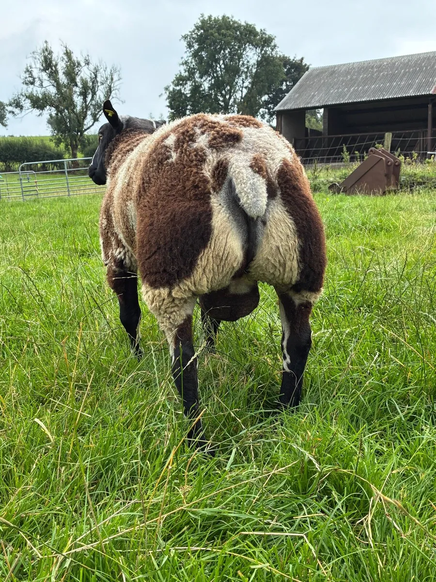 PBR Dutch Spotted Hogget Ram - Image 4