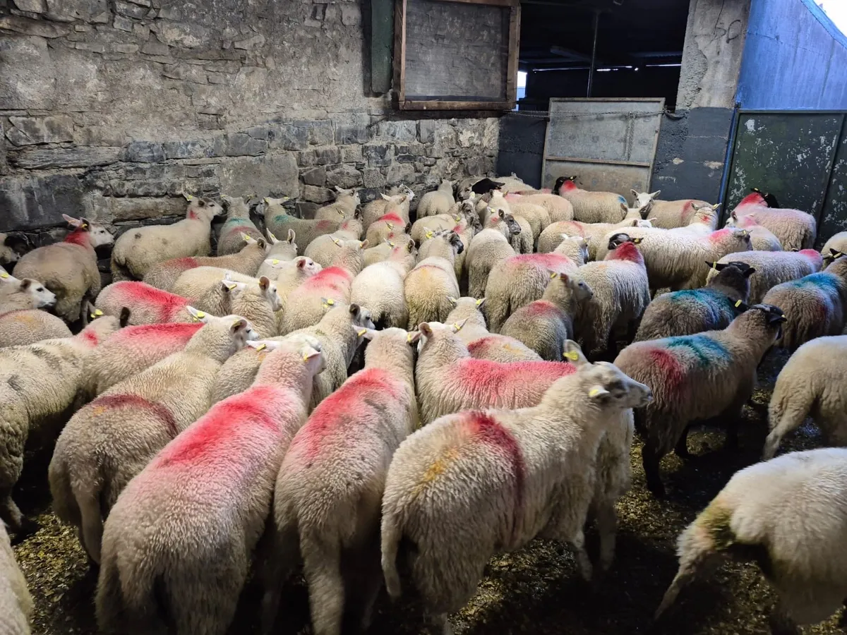 70 Ewe Lambs - Image 4