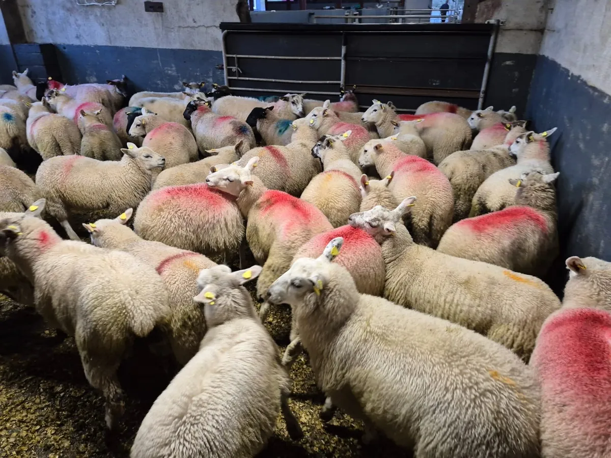 70 Ewe Lambs - Image 2
