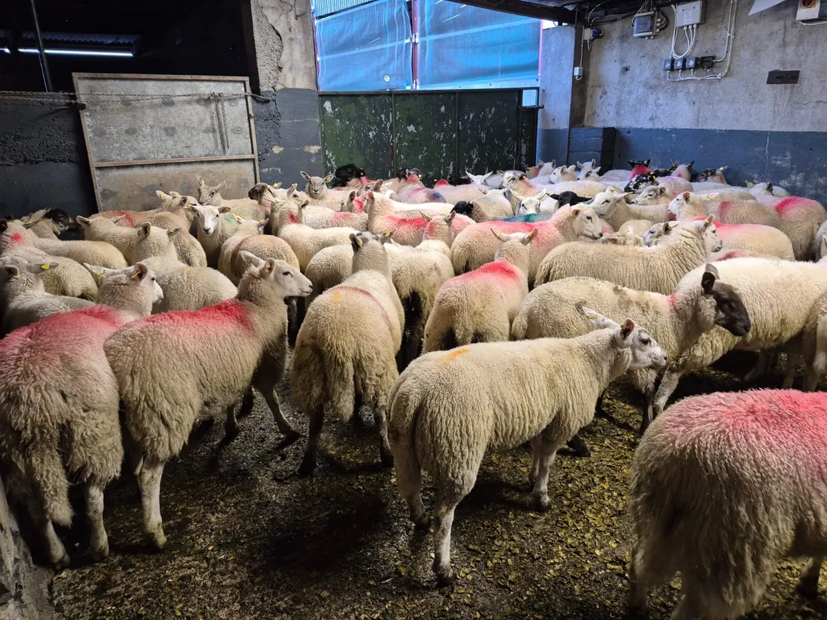70 Ewe Lambs - Image 3