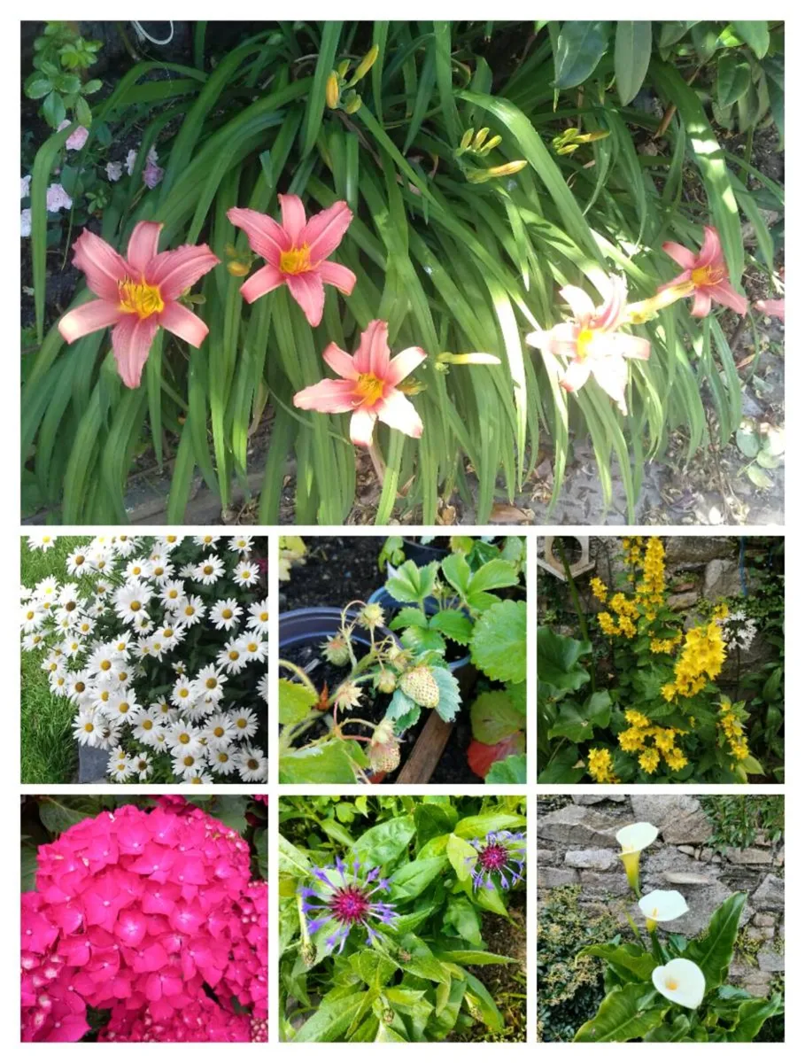 Outdoor plants for sale.
From €4 to €8 depending o - Image 1