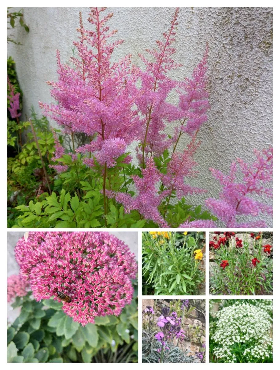 Outdoor plants for sale.
From €4 to €8 depending o - Image 2
