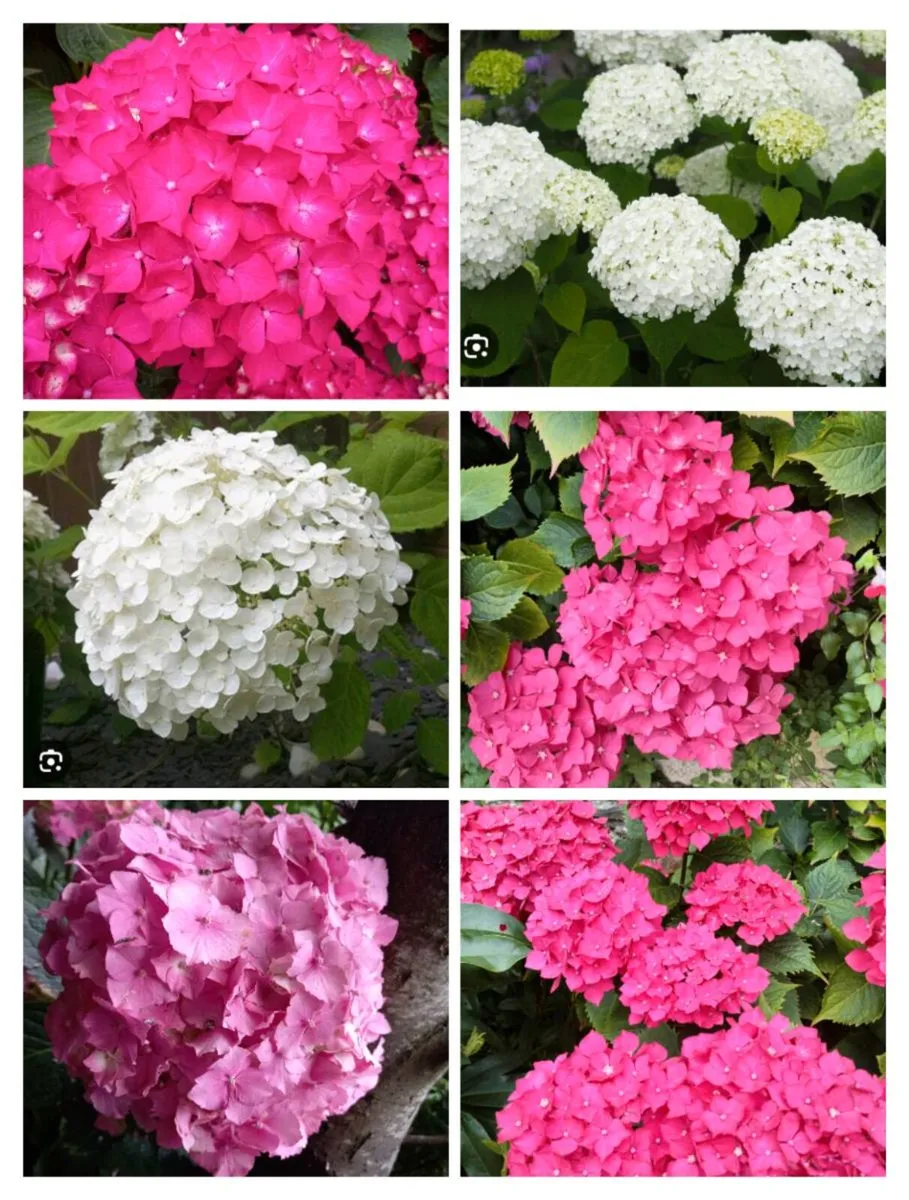 Outdoor plants for sale.
From €4 to €8 depending o - Image 3