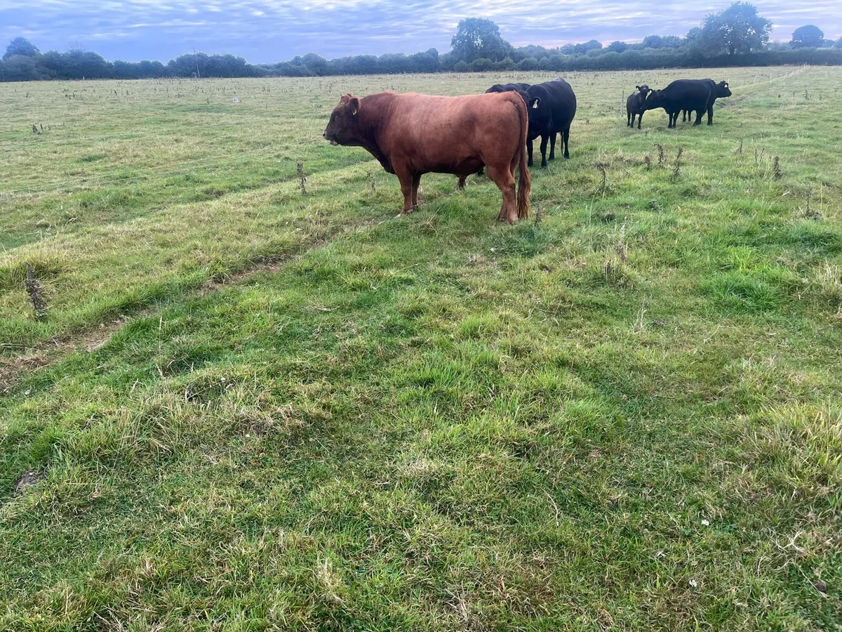 Purebred red Dexter Bull - Image 3
