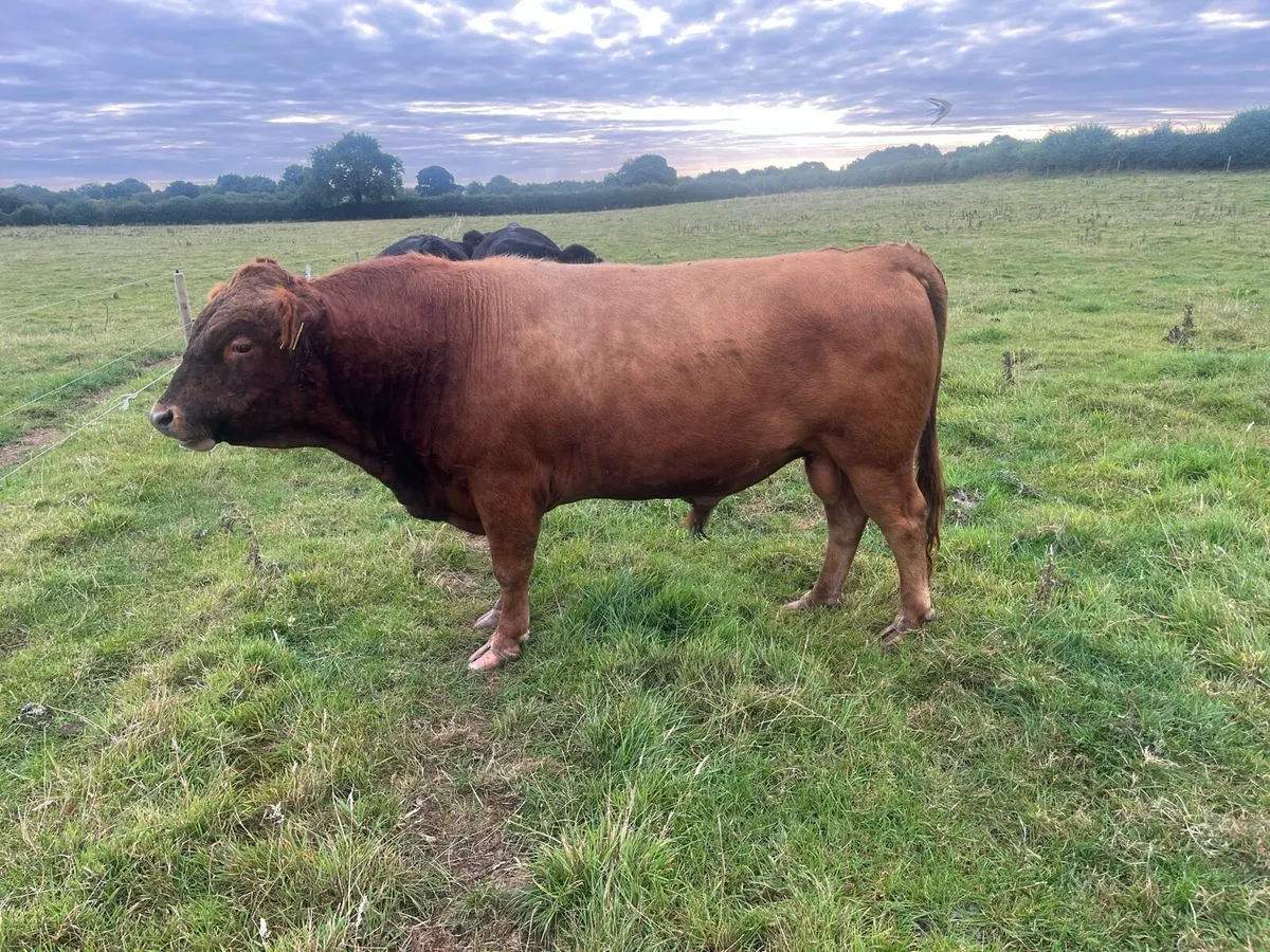 Purebred red Dexter Bull - Image 2