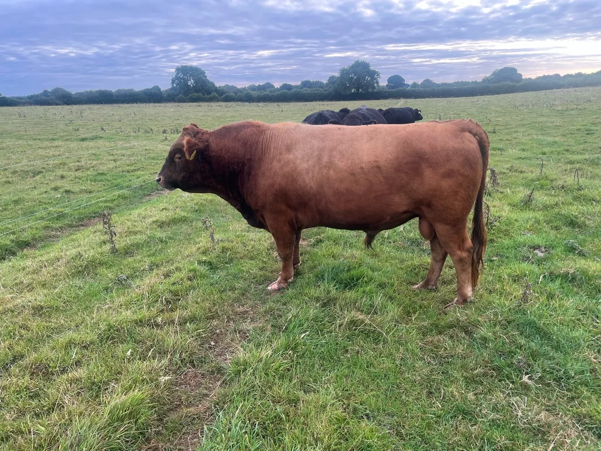 Purebred red Dexter Bull - Image 4