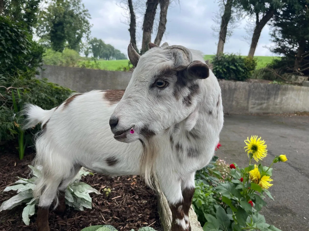 Pygmy goat - Image 2