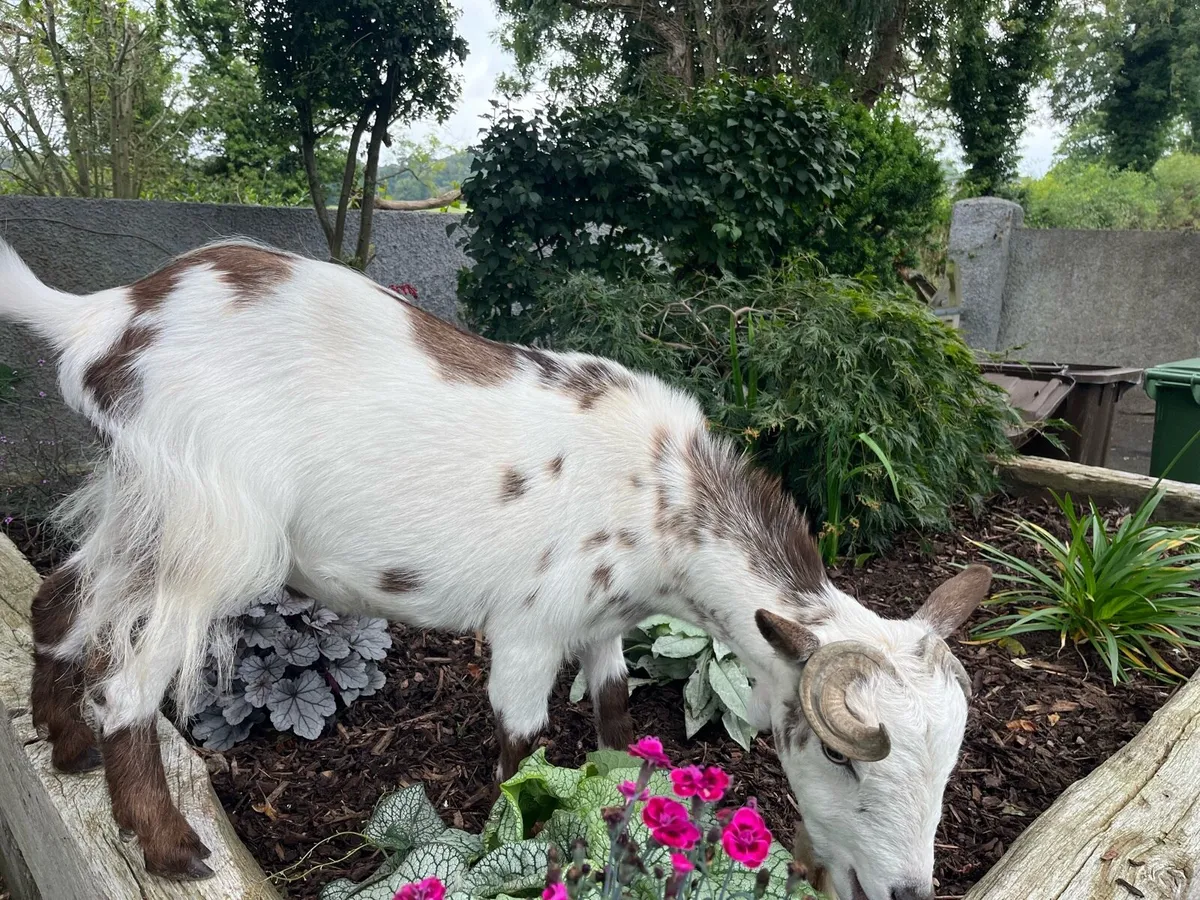Pygmy goat - Image 3