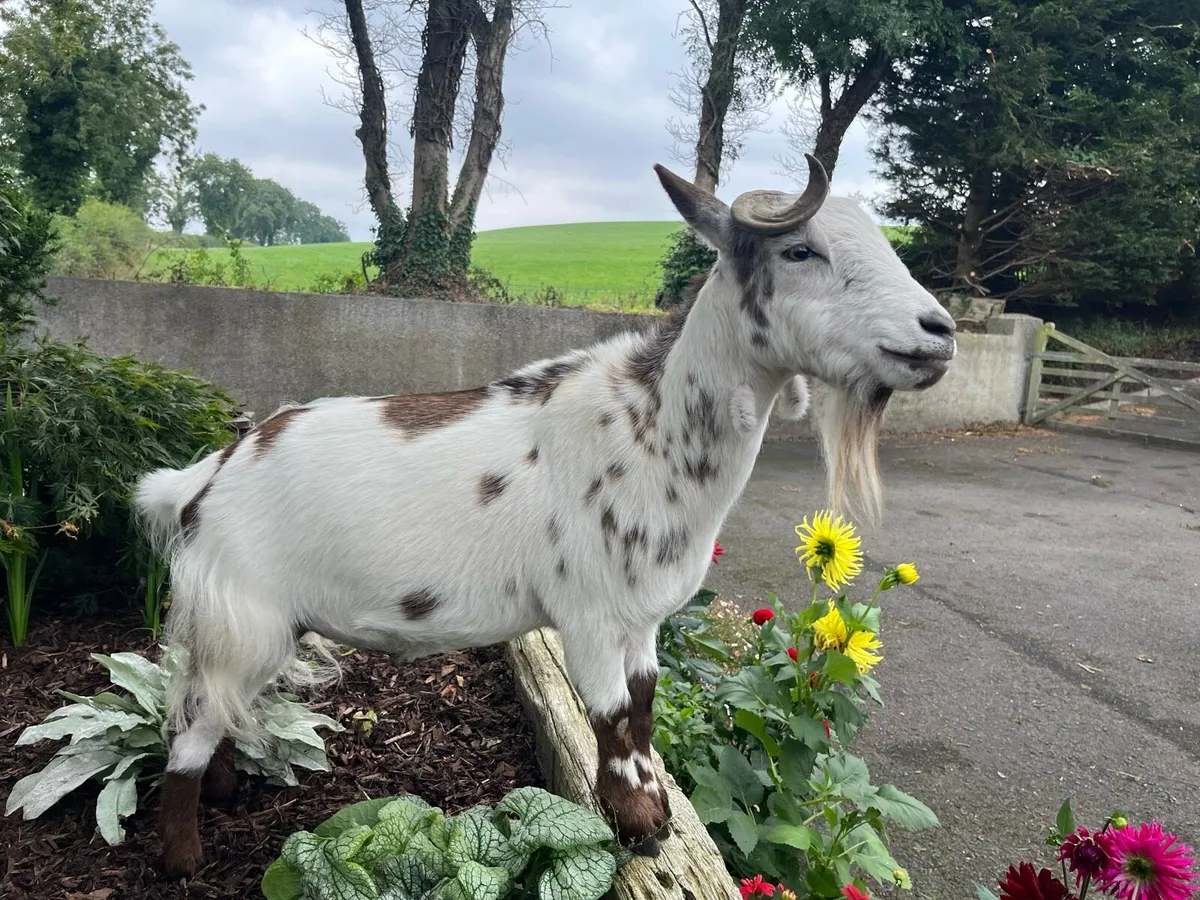 Pygmy goat - Image 4