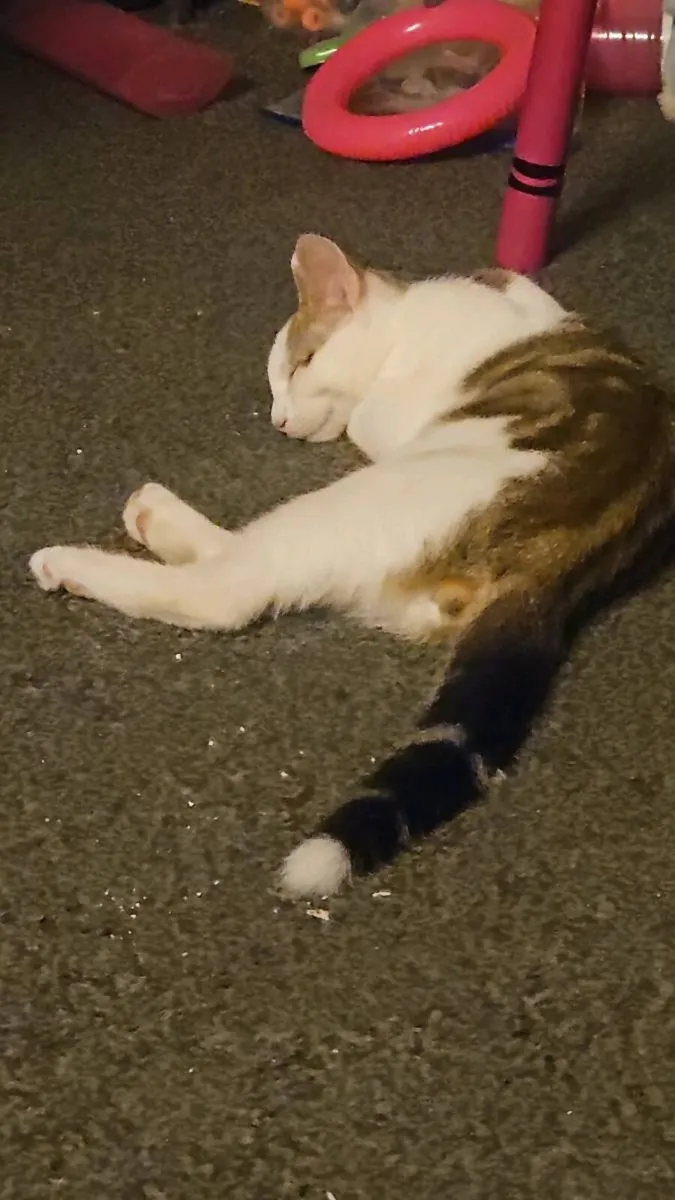 Cat - Image 1