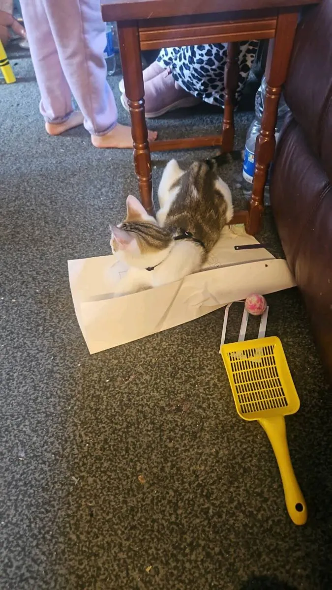 Cat - Image 2