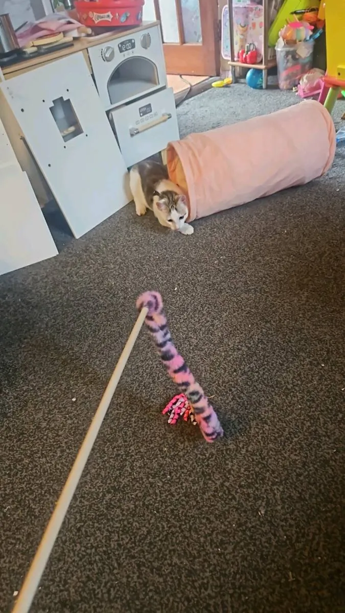 Cat - Image 3