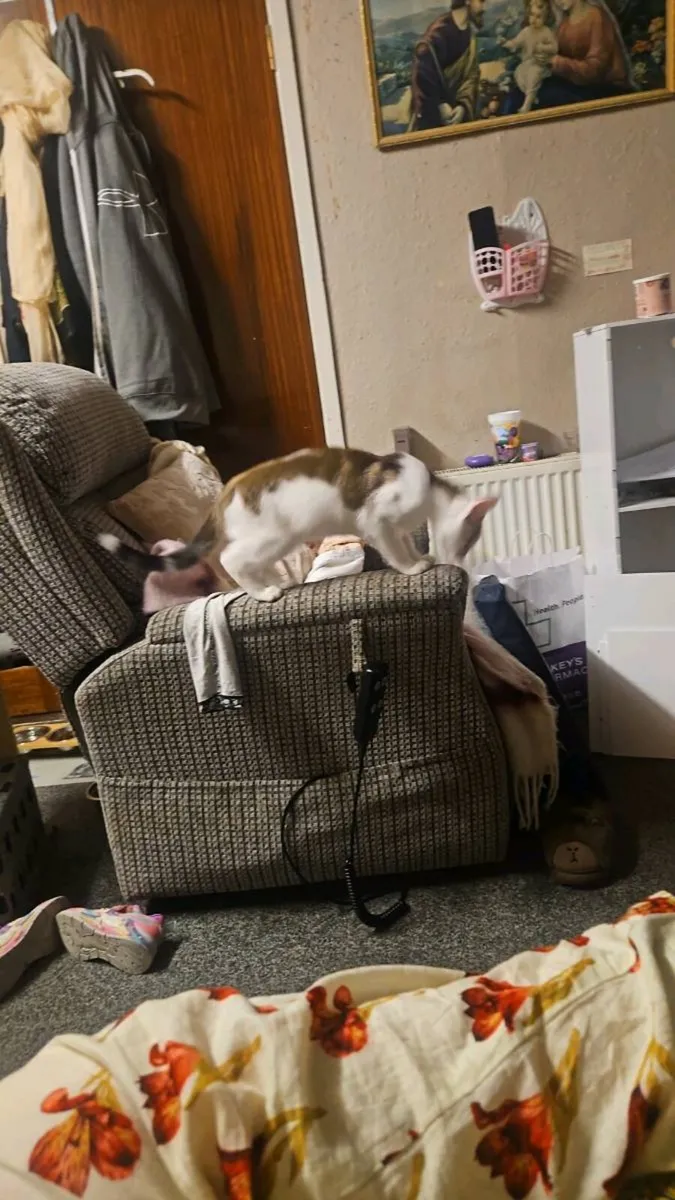 Cat - Image 4