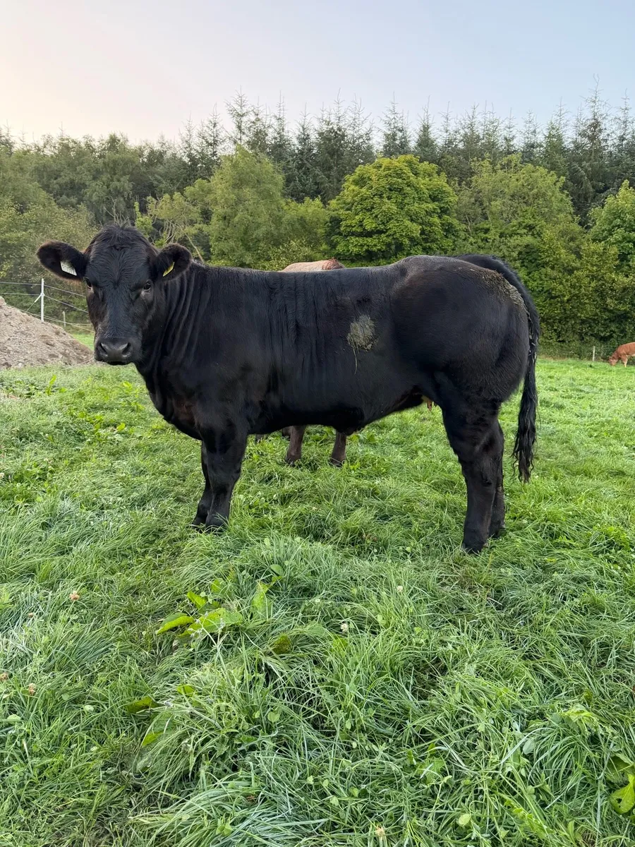 2 heifers - Image 1