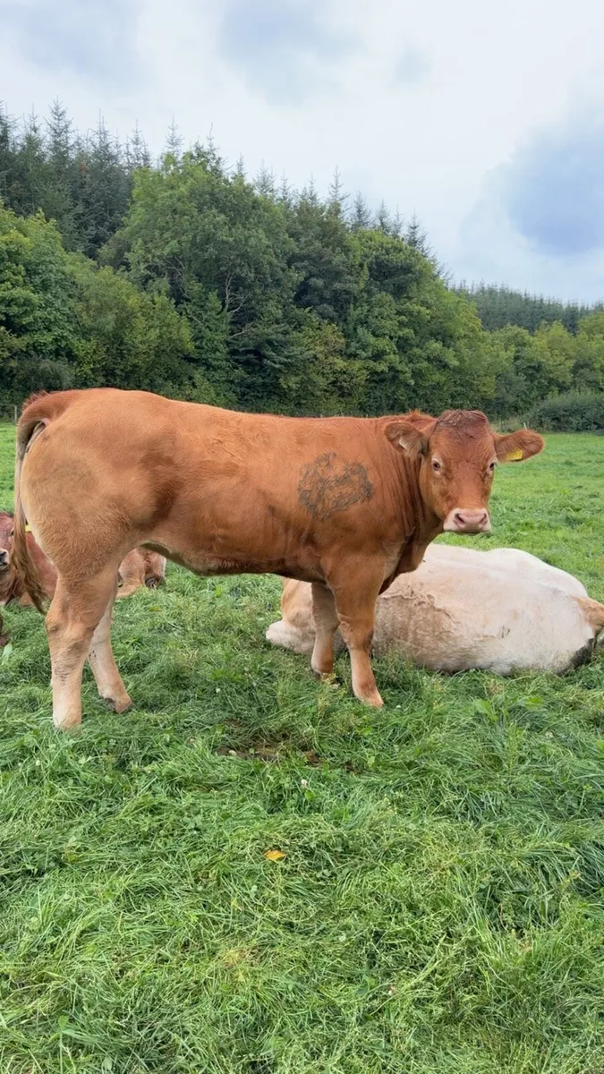 2 heifers - Image 2