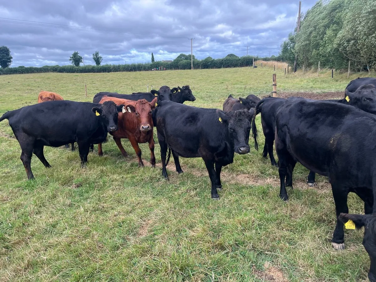 Purebred registered Dexter in calf heifers - Image 2