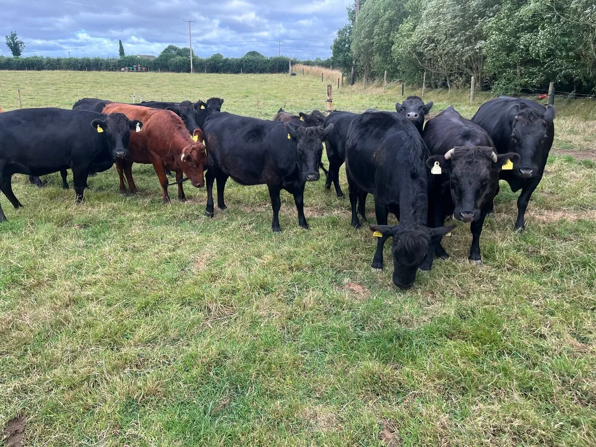 Purebred registered Dexter in calf heifers - Image 3