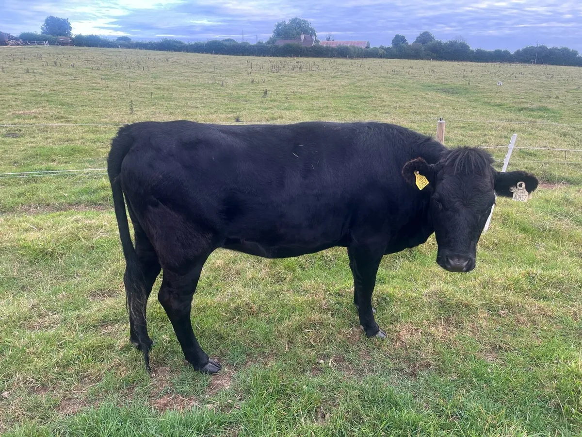 Purebred registered Dexter in calf heifers - Image 4
