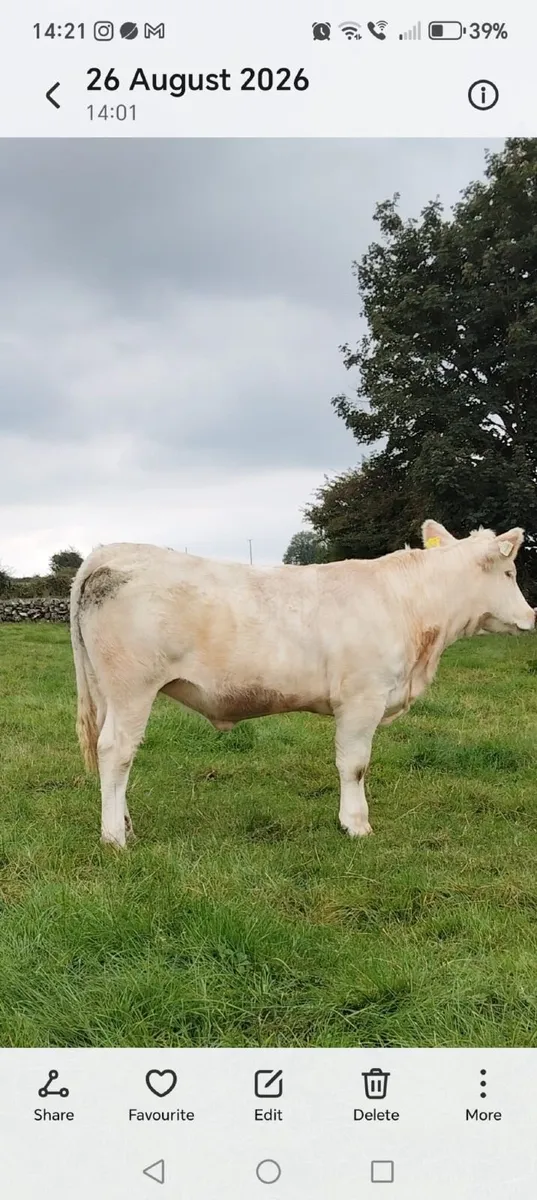 Charlaois heifer pedigree  registered - Image 1