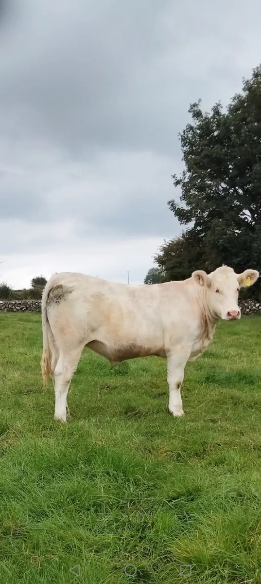 Charlaois heifer pedigree  registered - Image 2
