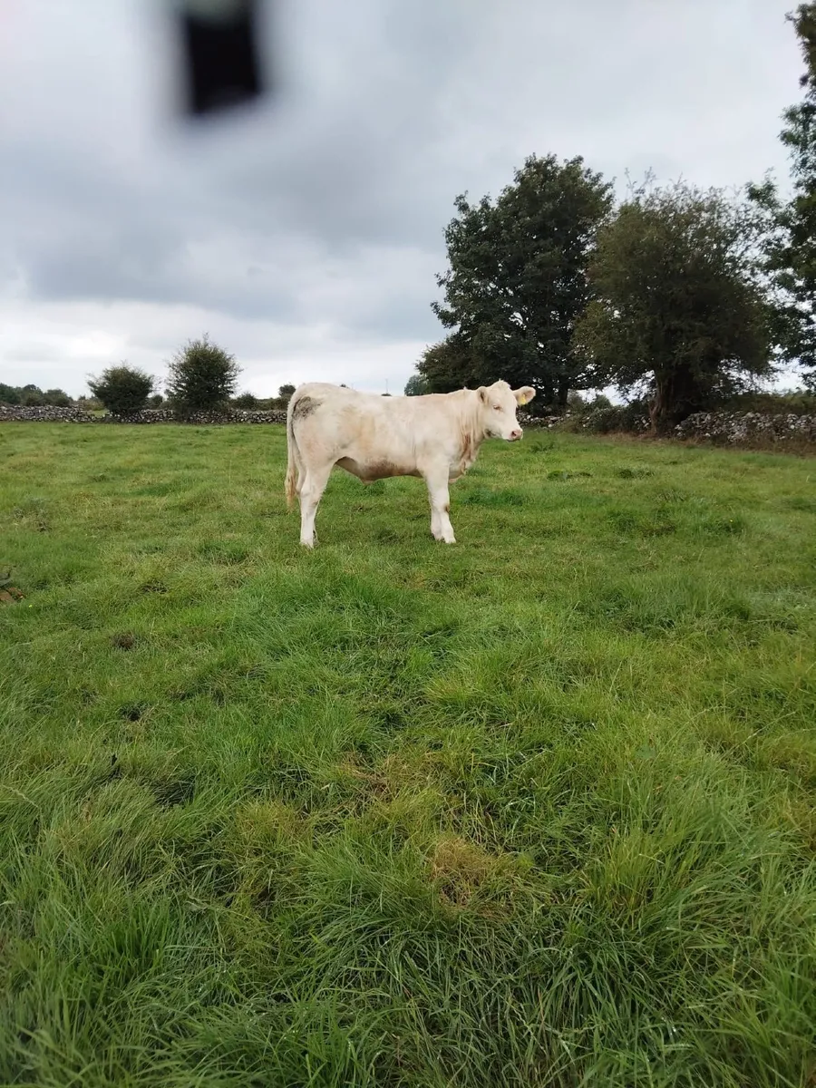 Charlaois heifer pedigree  registered - Image 3