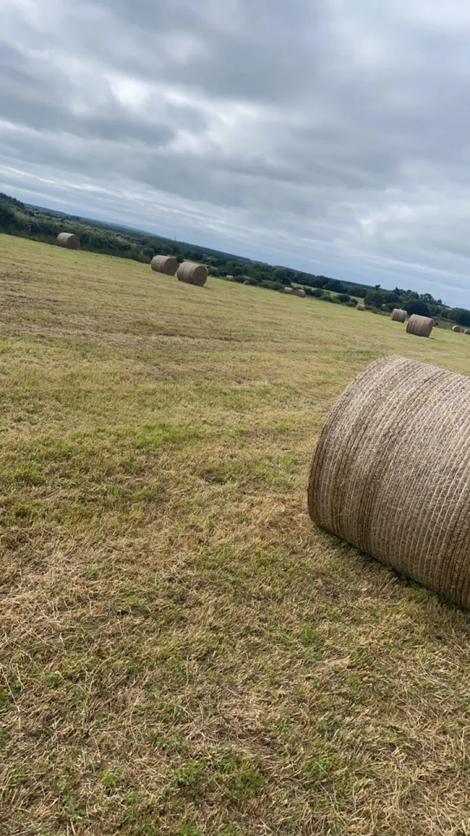 Hay - Image 1